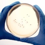 what is an assay in microbiology and how does it work