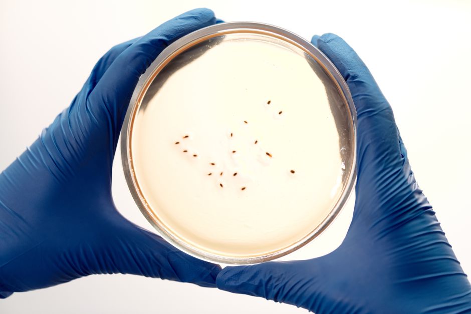what is an assay in microbiology and how does it work
