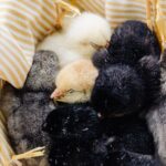 what is an egg tooth how chicks hatch with it