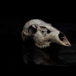 what is avn bone death from lack of blood flow