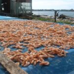 what is dried shrimp and how do you use it