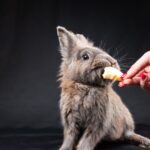 what is food aggression in humans causes signs