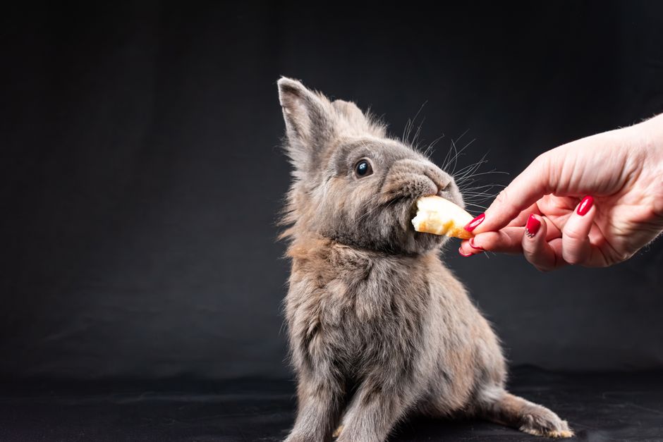 what is food aggression in humans causes signs