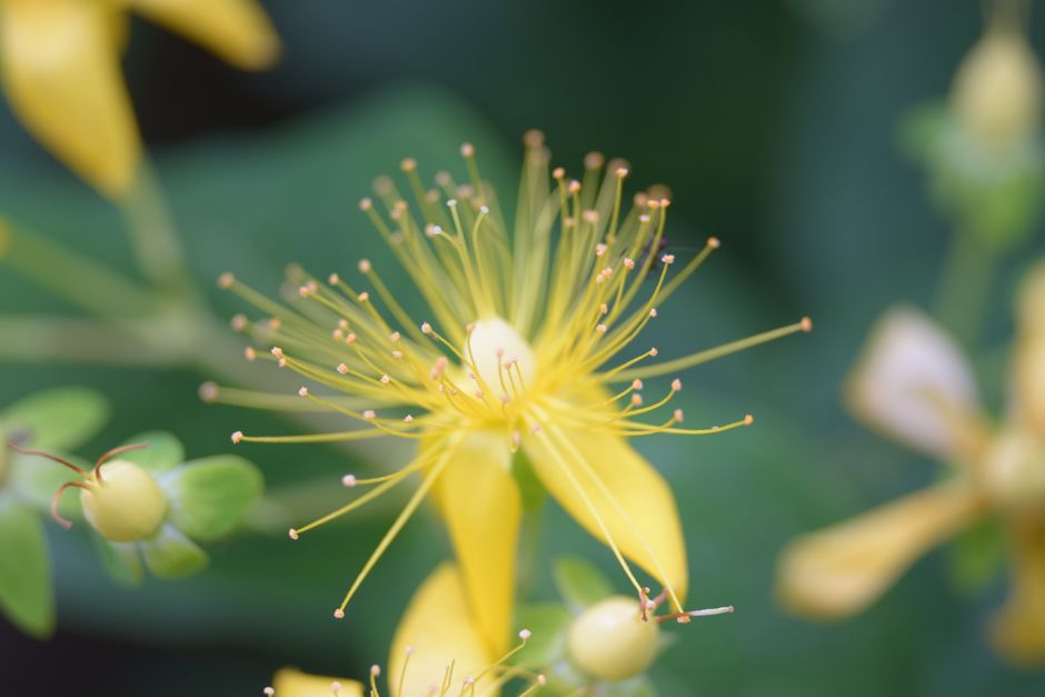 what is st johns wort used for and is it safe