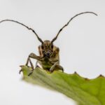 what is the black locust borer and how do you stop it