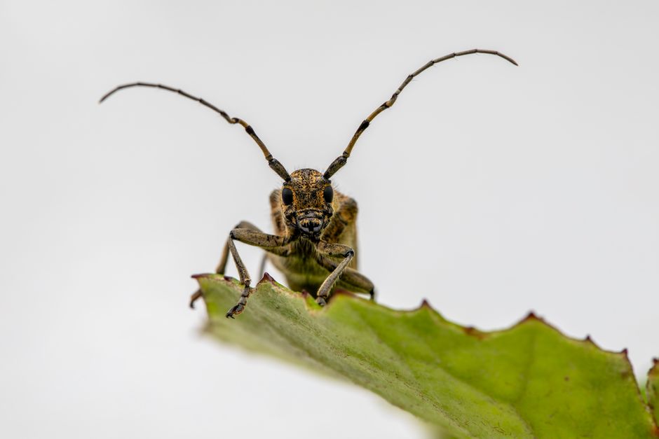 what is the black locust borer and how do you stop it