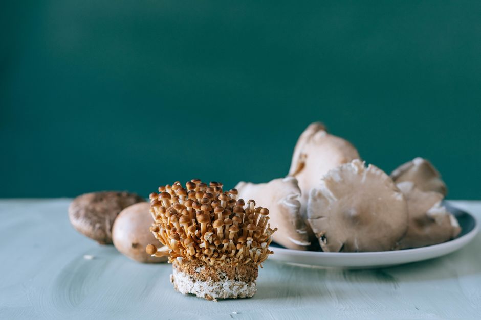 what kind of mushroom is this