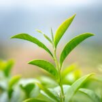 what makes leaves turn yellow and how to fix it