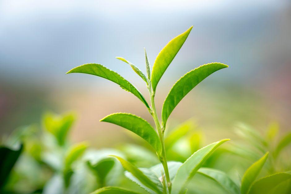 what makes leaves turn yellow and how to fix it