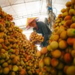 what non food agricultural products do we use