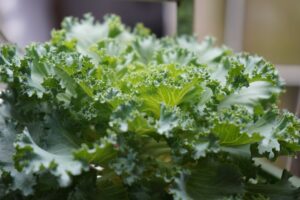 What Vegetable Is Kale? 9 what vegetable is kale