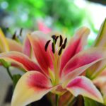 when and how to prune asiatic lilies
