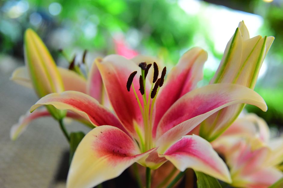 when and how to prune asiatic lilies