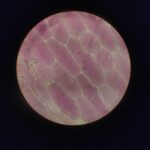 where are blood cells formed and how they develop