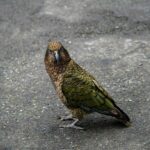 where can i see a kakapo in new zealand