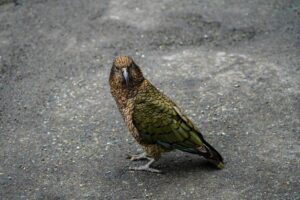 where can i see a kakapo in new zealand