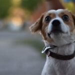 why are jack russells so hyper and how to calm them