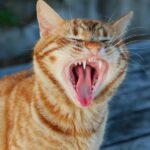 why do i yawn every time i sing causes fixes