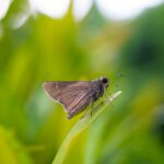 why do you have small moths in your house