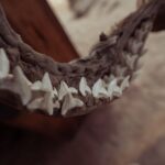 why do your jaws keep popping