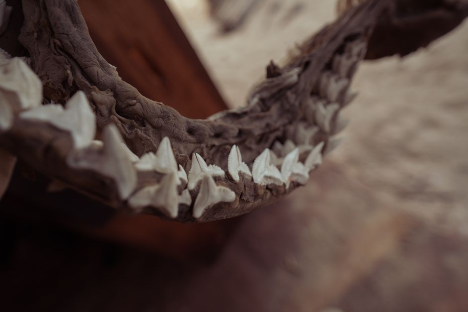 why do your jaws keep popping