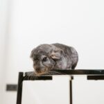 why is my chinchilla not moving causes what to do