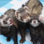 why is my ferrets tail losing hair and what to do