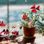 why is my oxalis dying and how to revive it