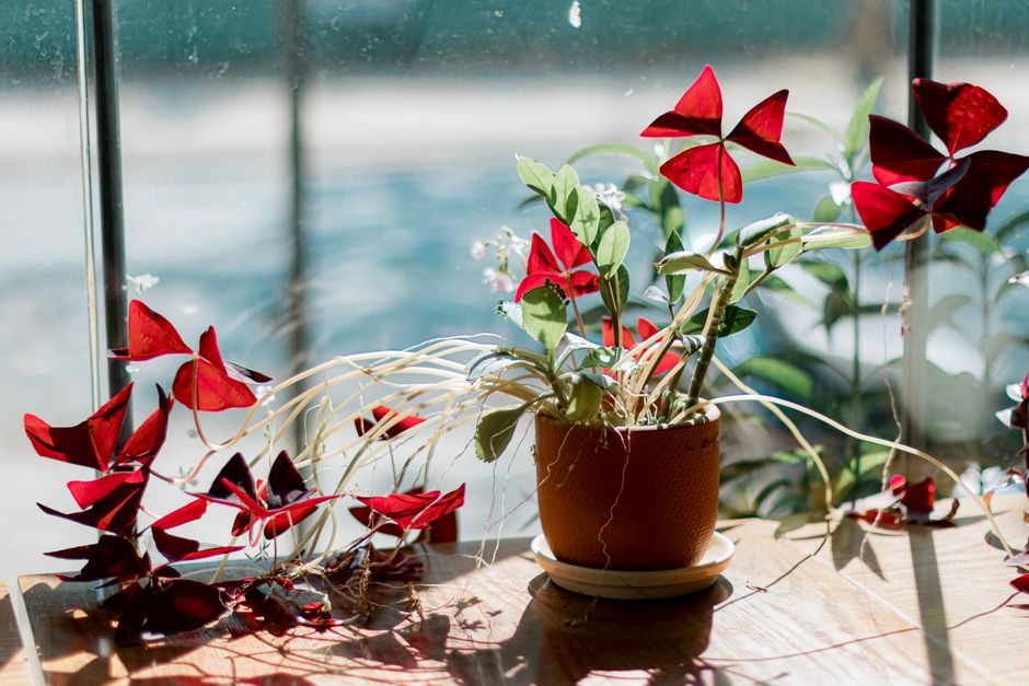 why is my oxalis dying and how to revive it
