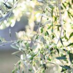 why olive oil is good for health
