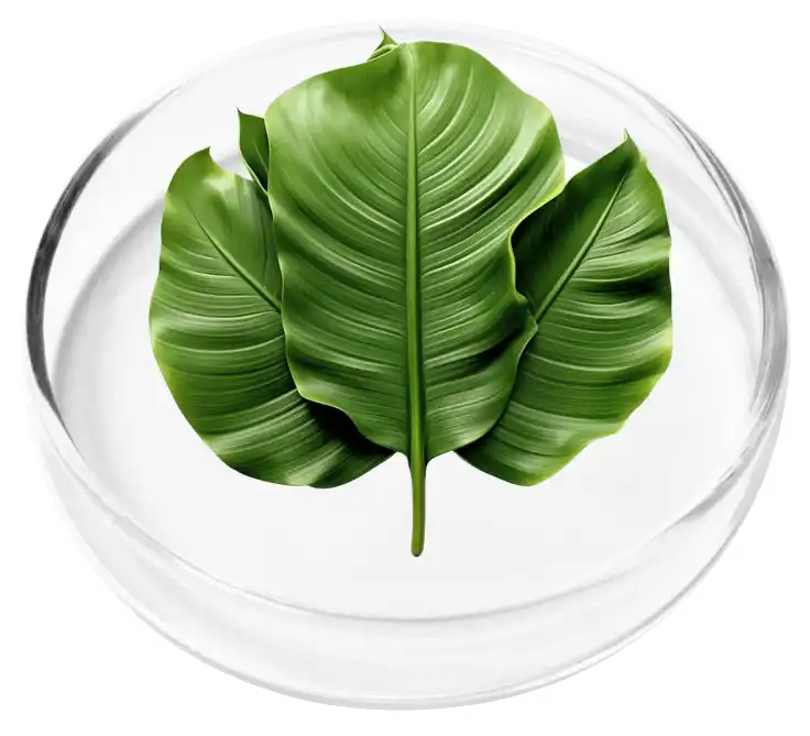 Vertigenics Reviews: Does It Stop Dizziness? Know The Truth 27 Banana Leaf