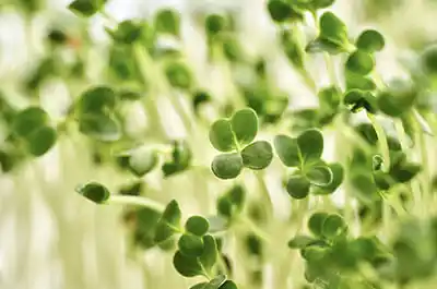 Broccoli sprout extract
