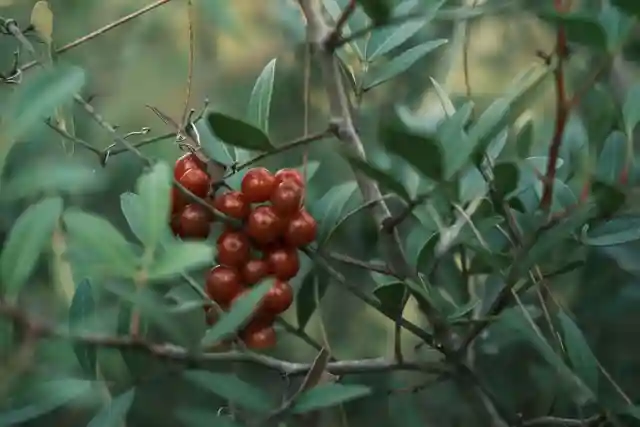 Catuaba Extract