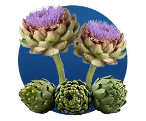 Finessa Reviews & Complaints 2026: Helps In Gut & Digestion? 19 Cynara Scolymus Artichoke Leaf in Finessa