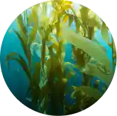 Fucoidan from Japanese sea kelp