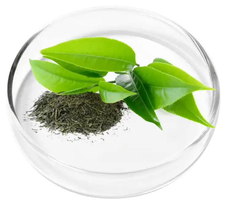 Vertigenics Reviews: Does It Stop Dizziness? Know The Truth 21 Green Tea Leaf