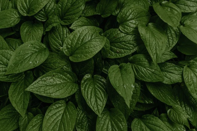 Horny Goat Weed Icariin