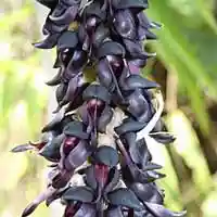 Neuro Quiet Reviews 2026: Does This Hearing Spray Work? 17 L-Dopa Bean Mucuna Pruriens in NeuroQuiet