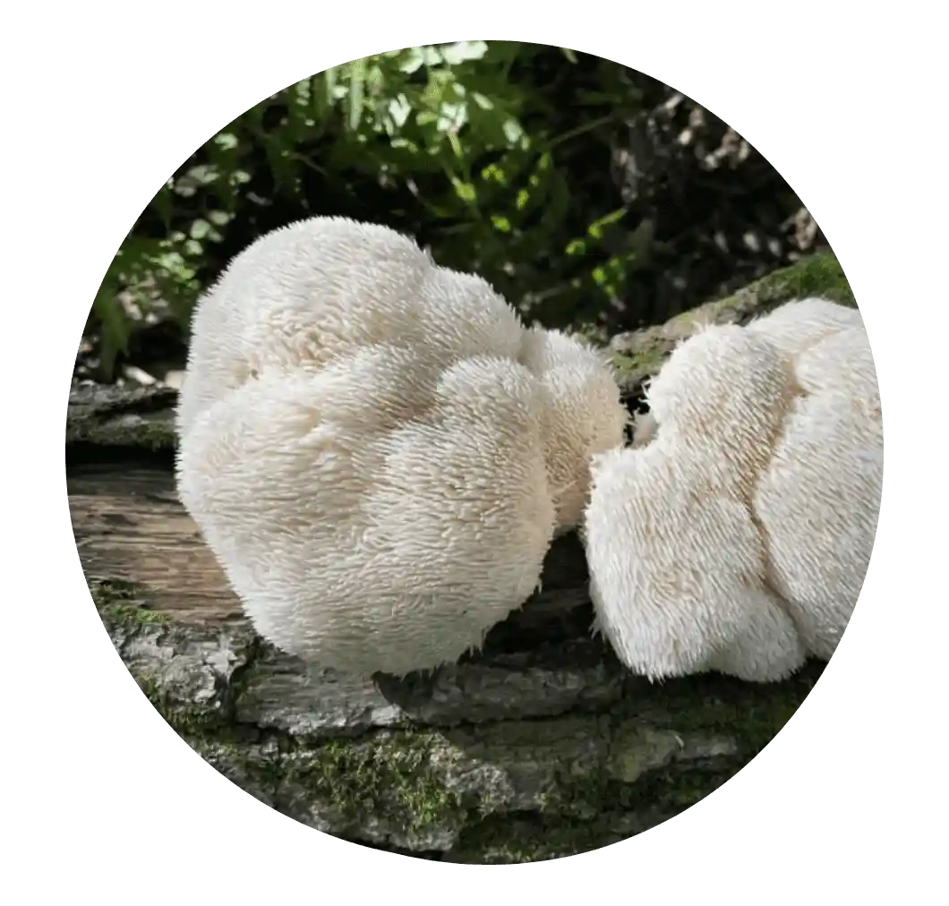 Lion's Mane mushroom