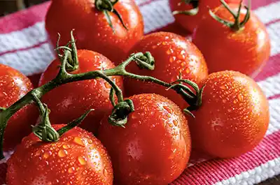 Lycopene antioxidant
