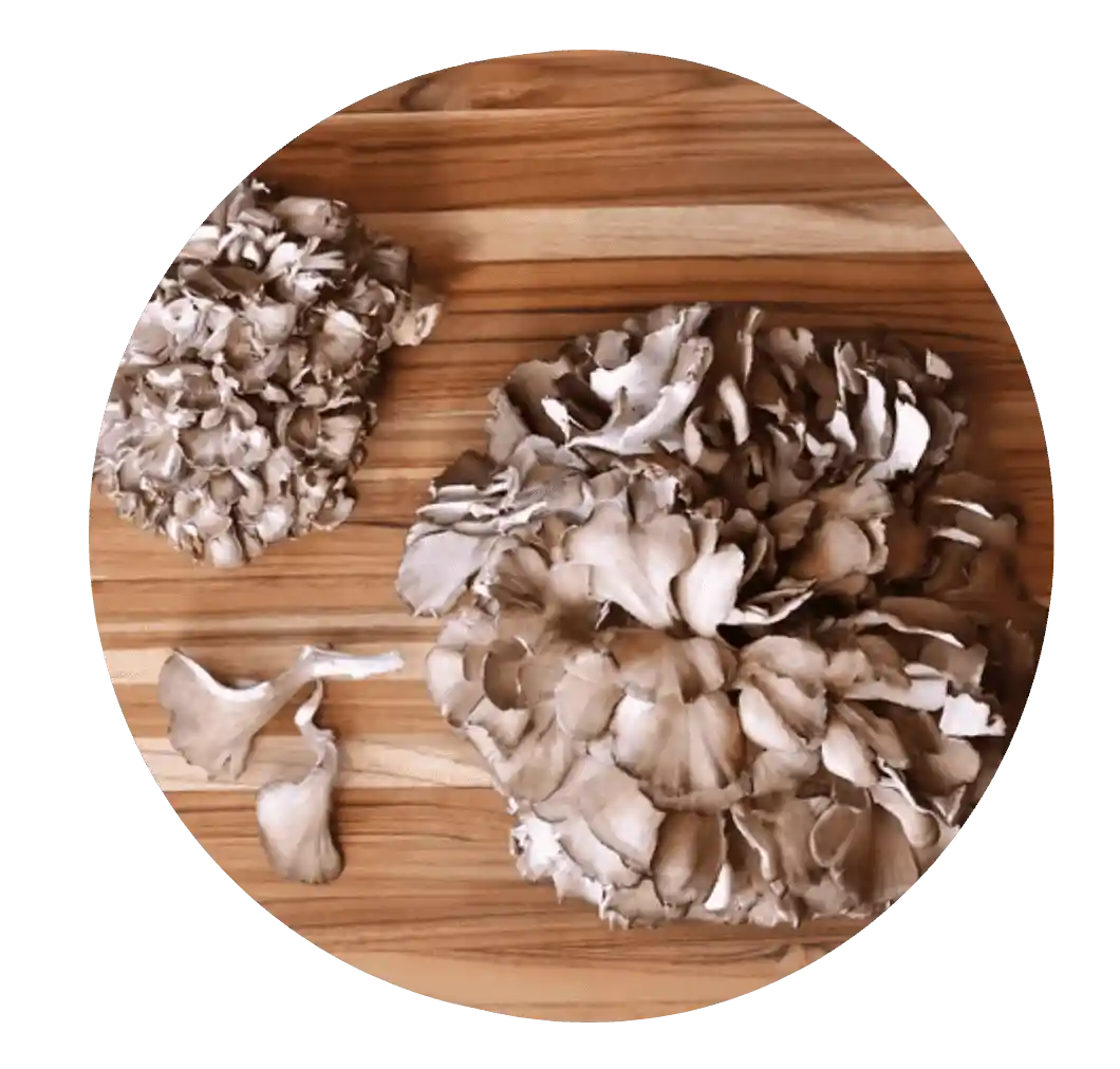 Maitake mushroom