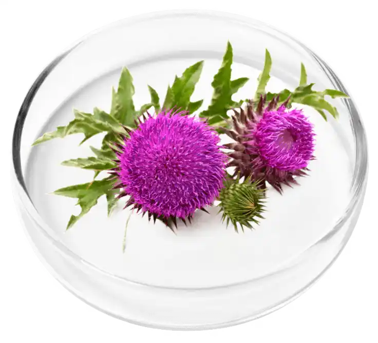 Vertigenics Reviews: Does It Stop Dizziness? Know The Truth 24 Milk Thistle