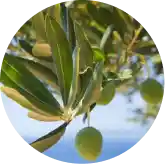 Oleuropein from olive leaf extract