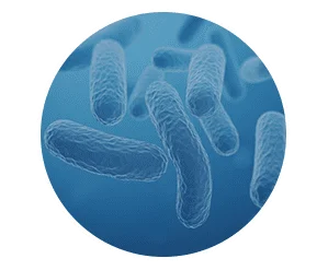Finessa Reviews & Complaints 2026: Helps In Gut & Digestion? 22 Probiotic blend in Finessa