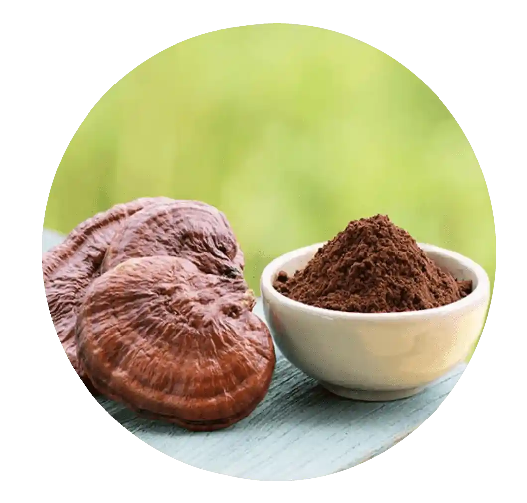 Reishi mushroom