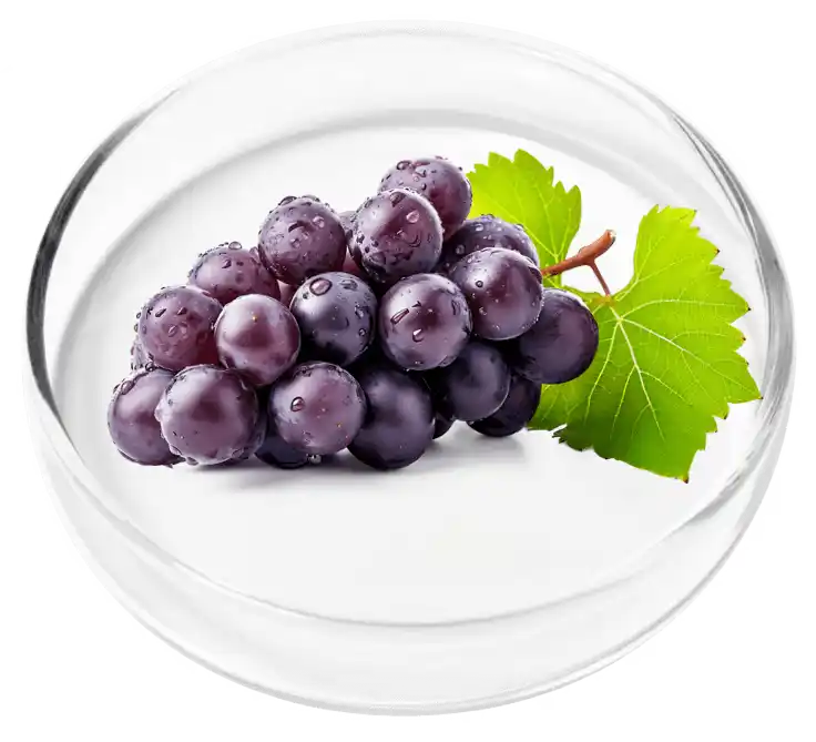 Vertigenics Reviews: Does It Stop Dizziness? Know The Truth 23 Resveratrol