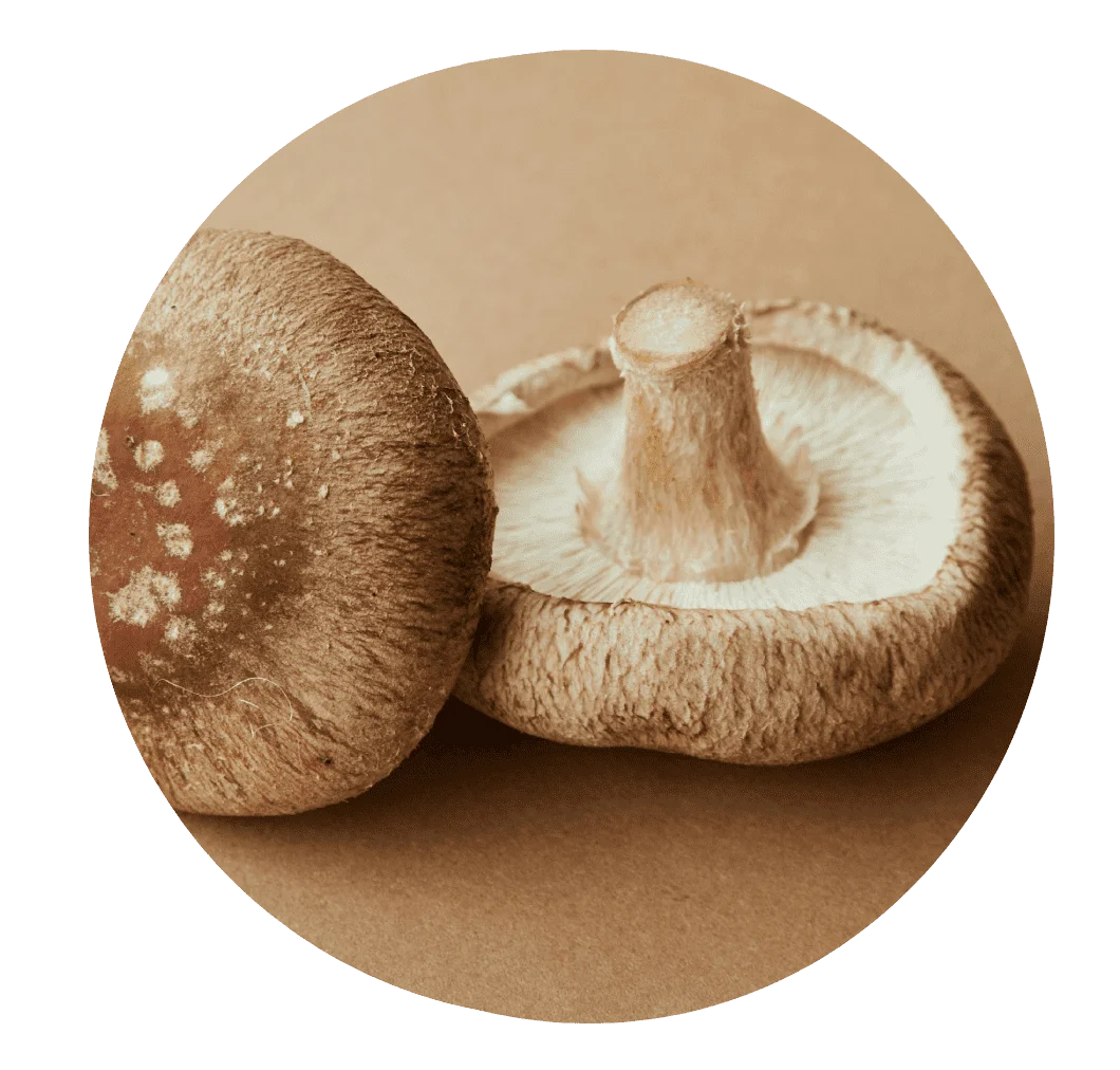 Shiitake mushroom