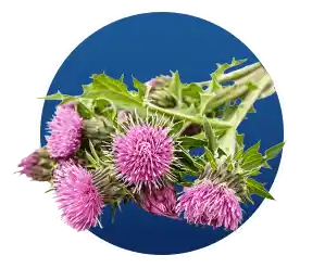 Finessa Reviews & Complaints 2026: Helps In Gut & Digestion? 17 Silymarin Milk Thistle in Finessa