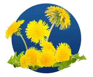 Finessa Reviews & Complaints 2026: Helps In Gut & Digestion? 16 Taraxacum Dandelion Root in Finessa