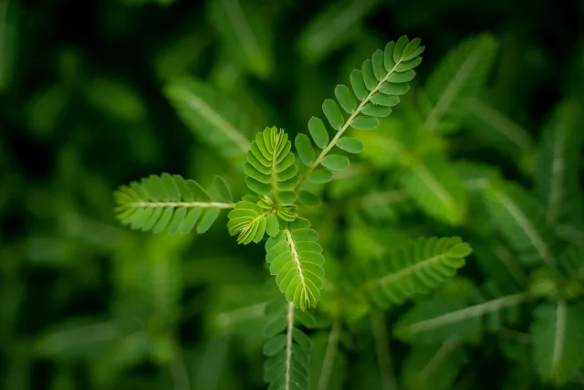 Tribulus Terrestris